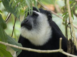 Facts about Colobus Monkeys
