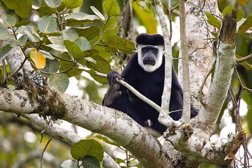 Colobus Monkey  African Wildlife Foundation