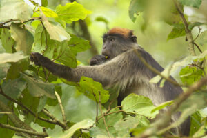 Facts about Red Colobus Monkeys