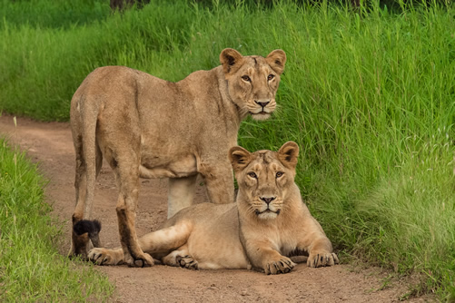Facts about Lions