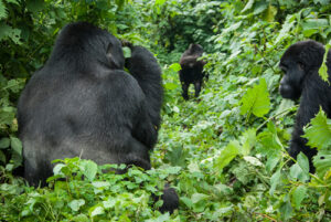 Gorilla Tourism in Uganda
