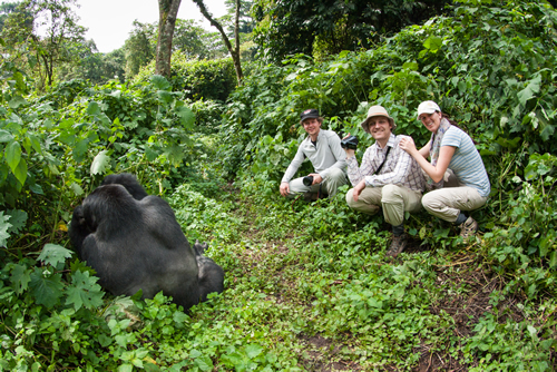 Gorilla Tourism in Africa – Rwanda and Uganda