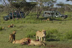 Important facts about Lions