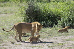 Lion facts