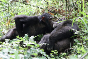 Minimum age for Chimpanzee Trekking