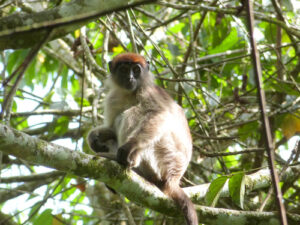 Red Colobus Monkey