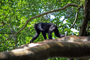The minimum age for Chimpanzee Trekking in Rwanda