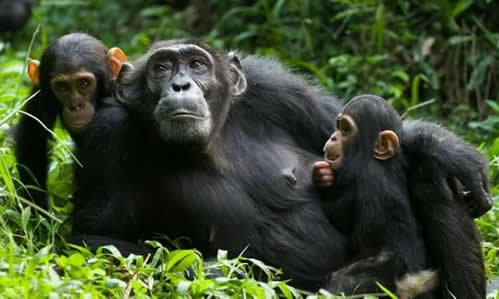 Chimpanzee Trekking and Gorilla Trekking