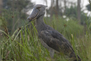 A Shoebill Stork