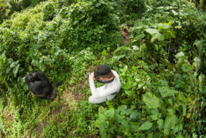 Chimpanzee Trekking and Gorilla Trekking