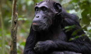 Chimpanzee Trekking vs Gorilla Trekking