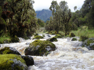 Climbing the Rwenzori Mountains