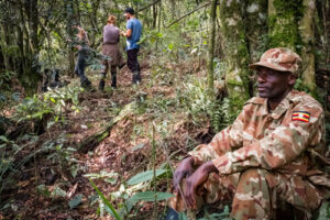 Gorilla Habituation vs Trekking