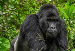 Gorilla Trekking and Chimpanzee Trekking