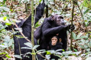 Gorilla Trekking compared to Chimpanzee Trekking