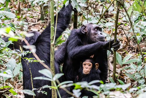 Gorilla Trekking compared to Chimpanzee Trekking