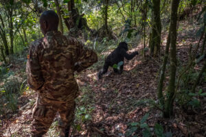 Gorilla Trekking Vs Habituation Experience