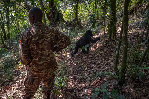 Gorilla Trekking Vs Habituation Experience