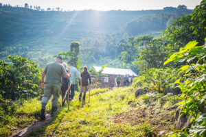 Gorilla Trekking Vs Habituation in Bwindi