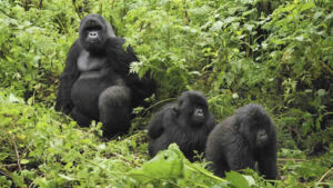 Gorilla Trekking Vs Habituation in Uganda