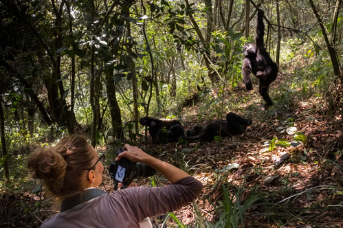 Gorilla Trekking Vs Habituation