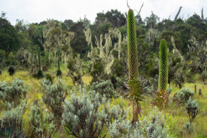 Hiking the Rwenzori Mountains