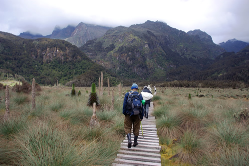 Trekking Rwenzori Mountains