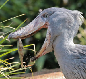 Shoebill stork diet