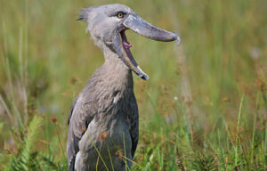 Shoebill Stork sound