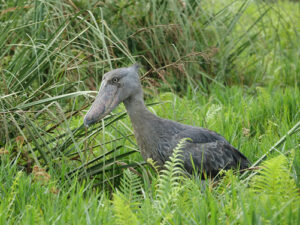 What to see in Uganda Apart from Gorillas