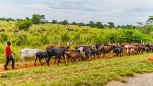 Ankole Cattle