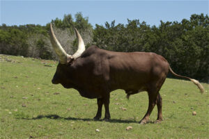 Ankole Cattle Uganda