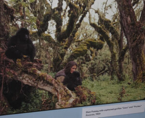 Dian Fossey Biography