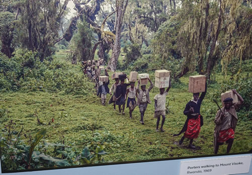 Dian Fossey