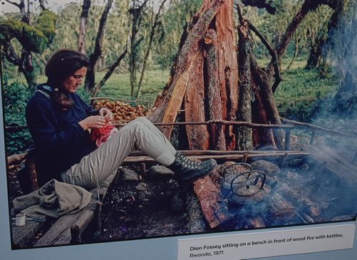 Dian Fossey – Background, Accomplishments and Museum