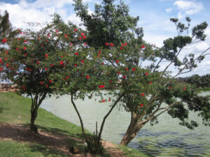 Kabakas Lake Kampala