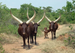 Longhorn Ankole cattle