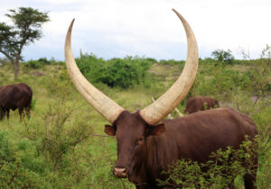 Ankole Catlle Milk Production