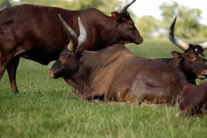 Ankole Cow