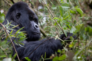 Cost of a safari Rwanda