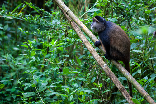 Golden Monkey