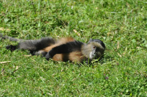 Golden Monkeys in Uganda and Rwanda