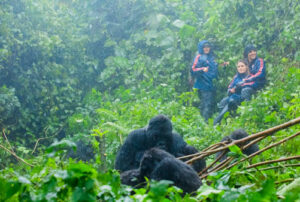 Luxury gorilla trekking safari