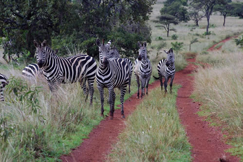 Cost of a tour in Rwanda 