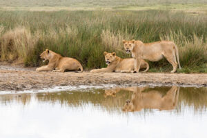 Safety when visiting Africa