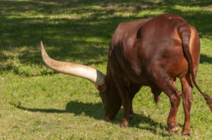 The Ankole cattle