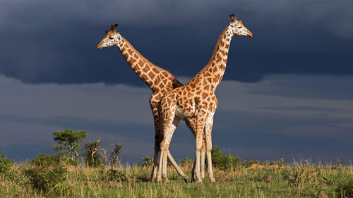 Price of a Uganda safari