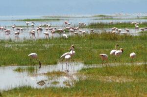 Best place to see wildlife Africa