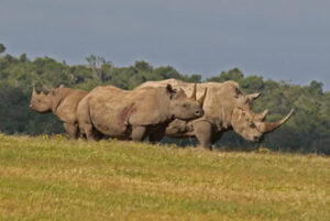 Best place to see wildlife in Africa