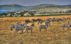 Best wildlife destinations in Africa